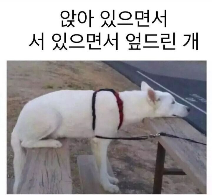 앉아 있으면서 서 있으면서 엎드린 개.jpg