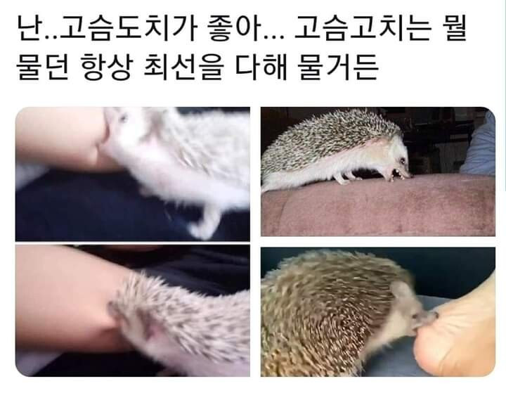 애완용 고슴도치가 좋아도 힘든 이유