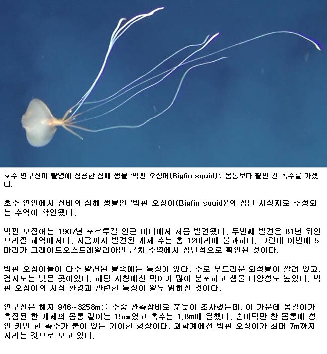 신비의 심해 생물인 ‘빅핀 오징어(Bigfin squid)’.