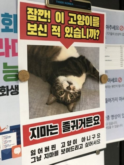 이 고양이를 보신적 있습니까?