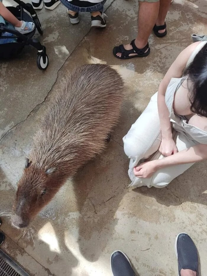카피바라 실제 크기 ㄷㄷ