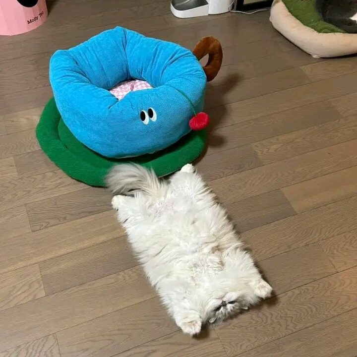네모네모 고먐미