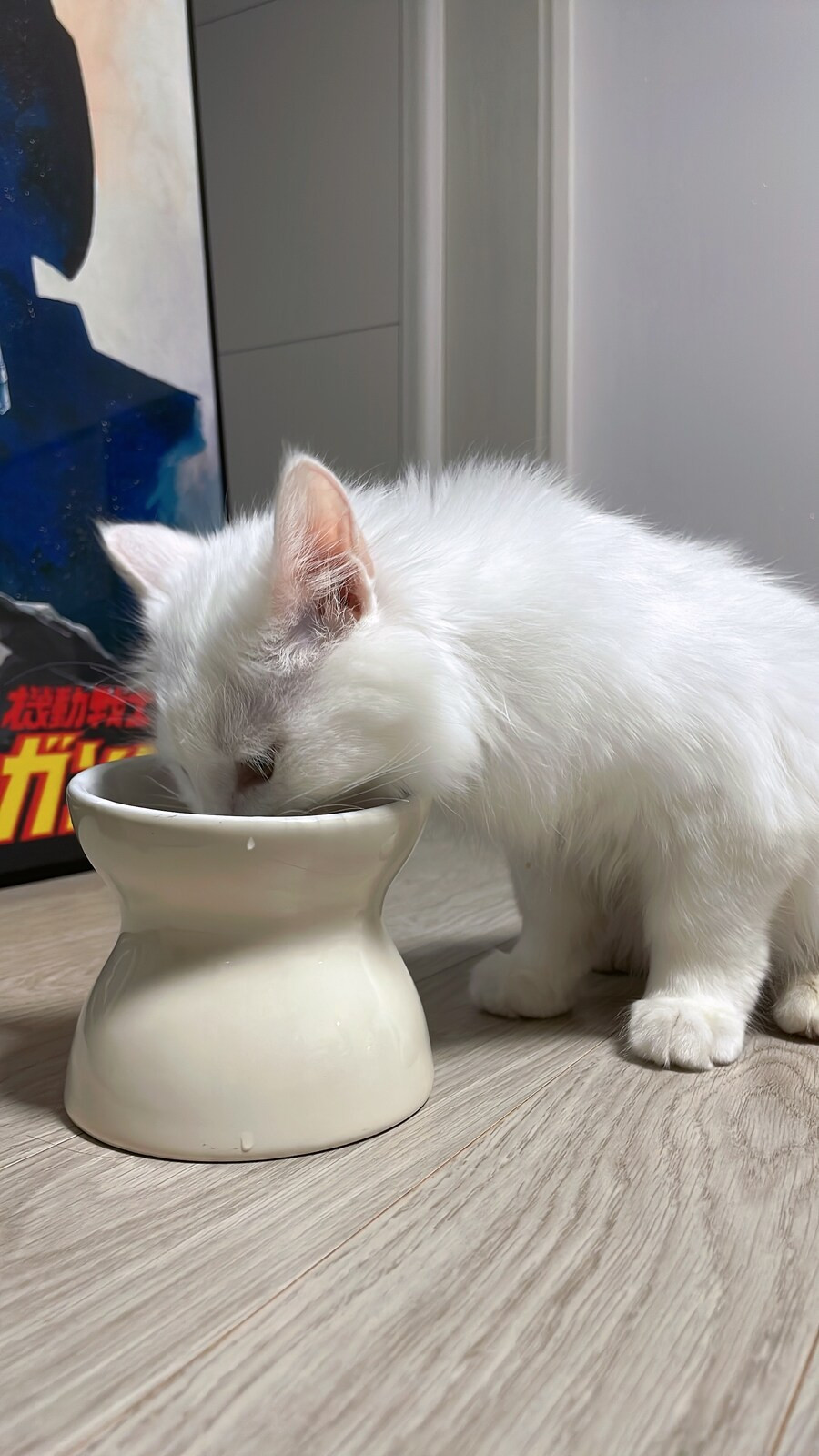 야심한 밤에 우리집 고양이 보고 가