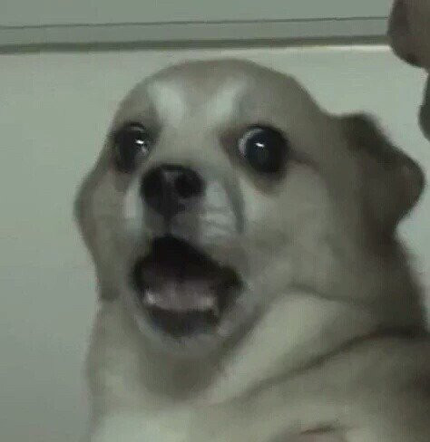 농구의 신